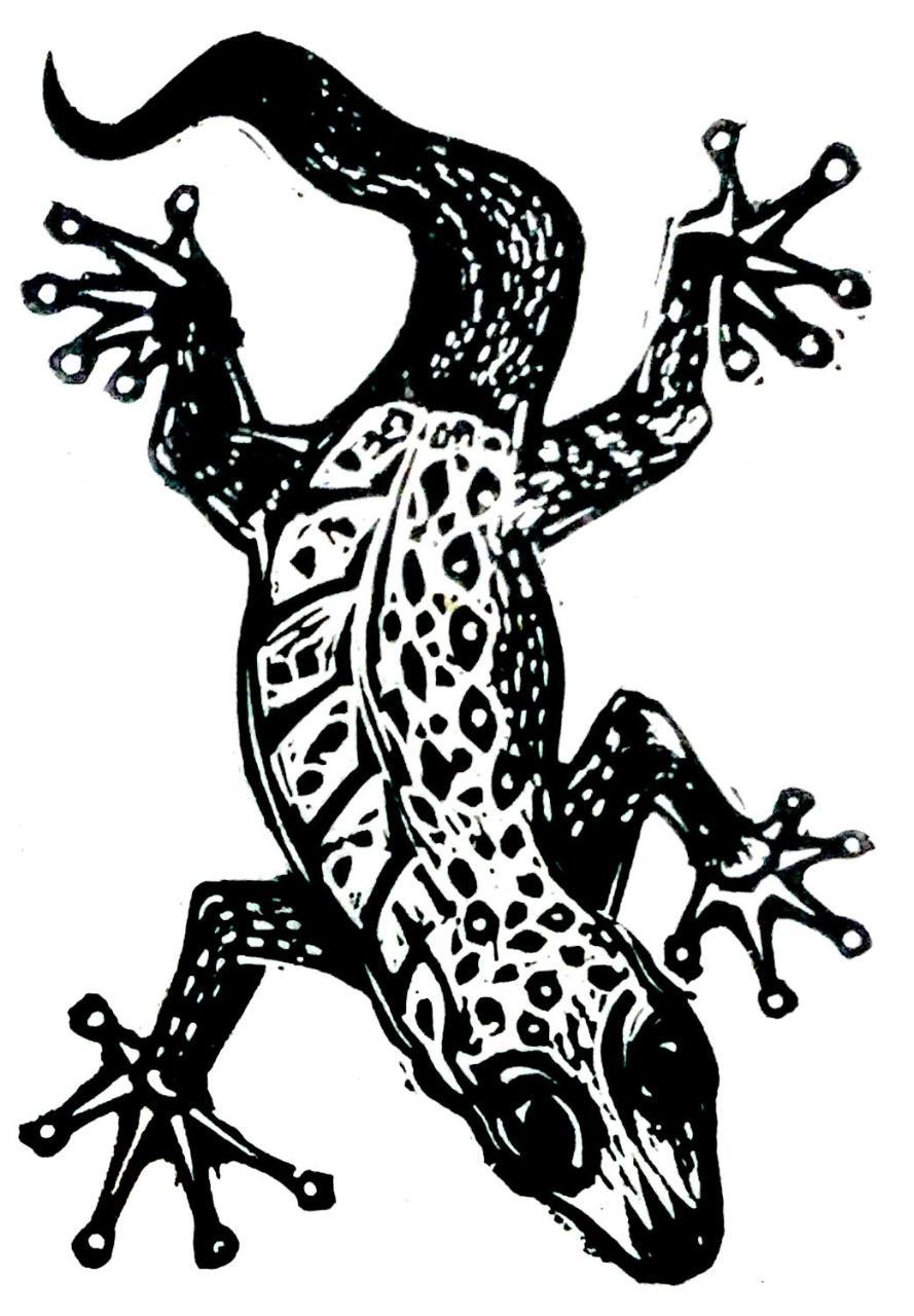 Gecko Guest House クックタウン エクステリア 写真
